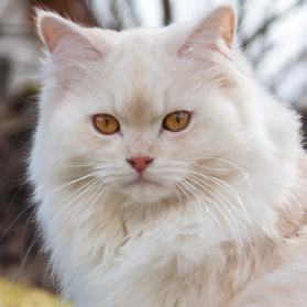 Deutsch Langhaar-Kater Jakiro aus der Zuchtvon Sinthari