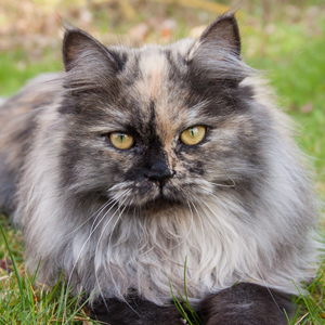 Deutsch Langhaar-Katze Skadi aus der Zucht von Sinthari